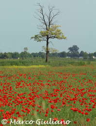 Studio Emys &egrave; uno Studio Associato Naturalistico che si occupa di Consulenza Tecnico Ambientale, Educazione Ambientale nelle riserve naturali della Provincia di Pavia e nel Parco del Ticino