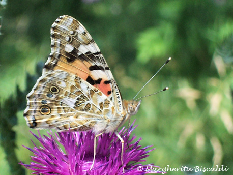 Studio Emys consulenza naturalistico ambientale studio valutazione di incidenza valutazione di impatto ambientale valutazione ambientale strategica relazioni paesaggistiche fitodepurazione licheni