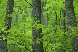 Studio Emys consulenza naturalistico ambientale studio valutazione di incidenza valutazione di impatto ambientale valutazione ambientale strategica relazioni paesaggistiche fitodepurazione licheni