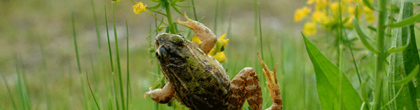 Studio Emys consulenza naturalistico ambientale studio valutazione di incidenza valutazione di impatto ambientale valutazione ambientale strategica relazioni paesaggistiche fitodepurazione licheni