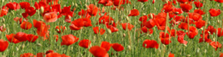 Studio Emys consulenza naturalistico ambientale studio valutazione di incidenza valutazione di impatto ambientale valutazione ambientale strategica relazioni paesaggistiche fitodepurazione licheni